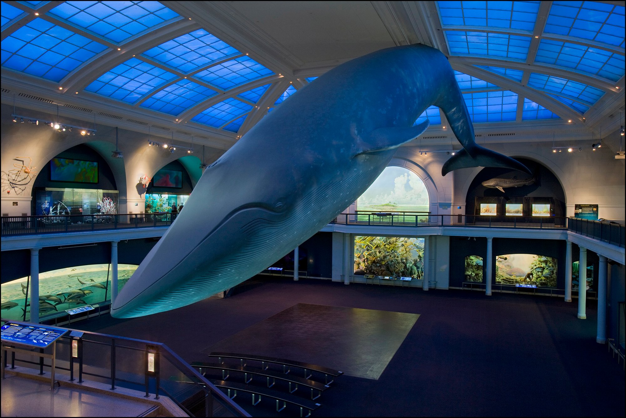 American_Museum_of_Natural_History_submitted